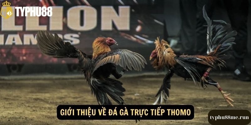 Ưu điểm của tựa game đá gà typhu88